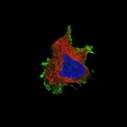beta-Catenin Antibody (CL3691), Novus Biologicals 100&mu;L:Antibodies,